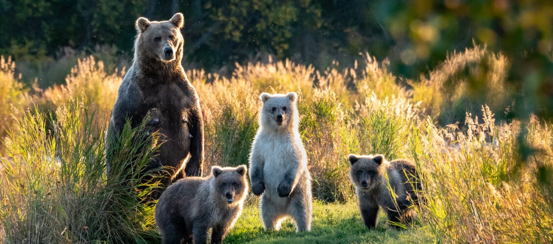 Grizzly bear mama with three cubs in Alaska.