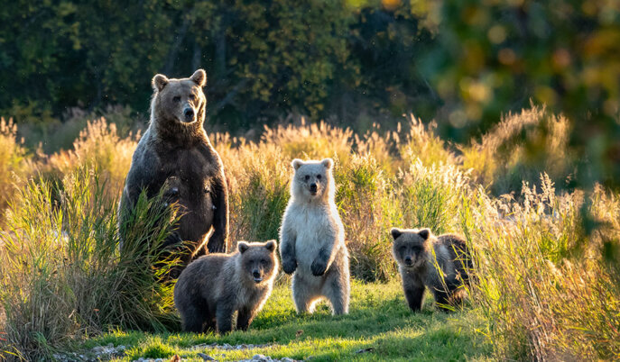 Grizzly bear mama with three cubs.