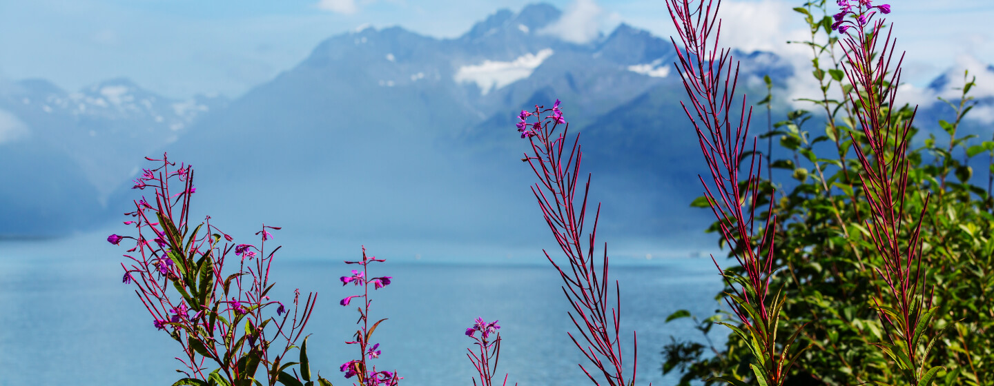 Fireweed in front of Alaskan landscape.