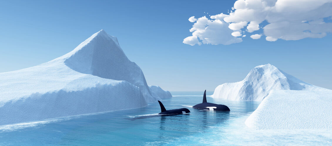 Two Orca whales swim among icebergs.